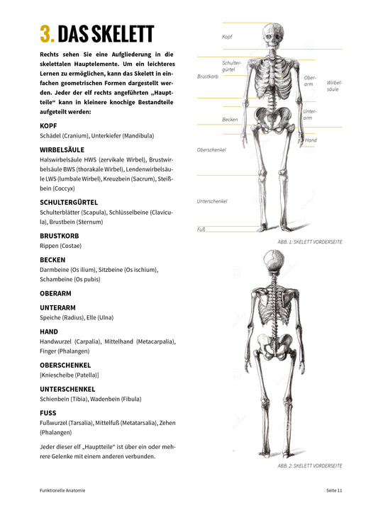 FUNKTIONELLE ANATOMIE