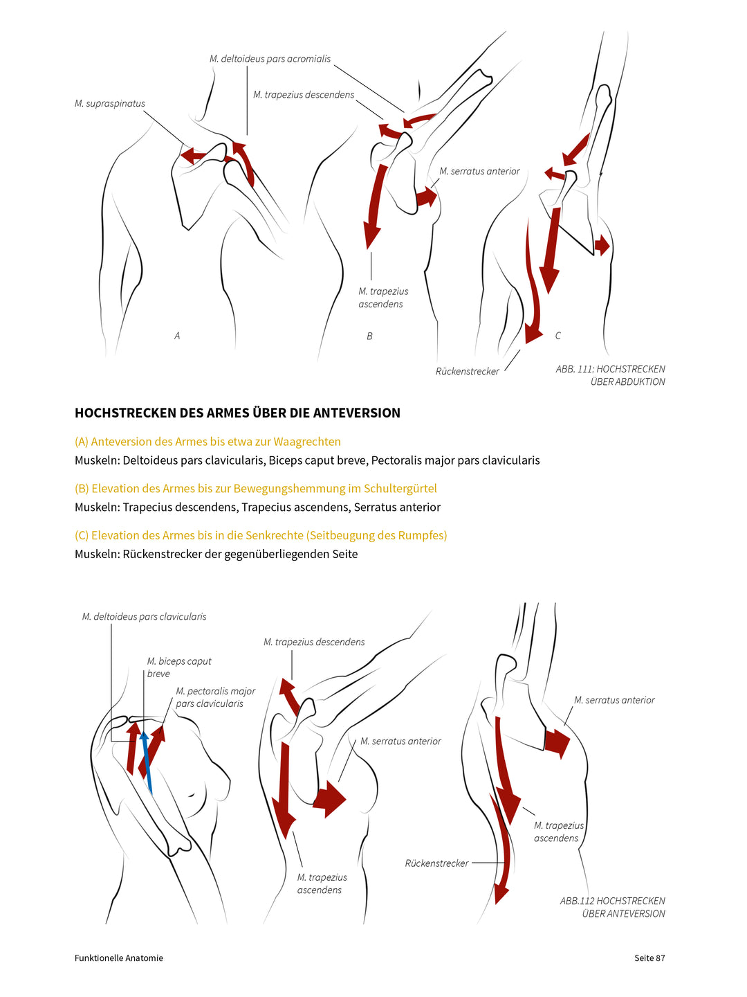 FUNKTIONELLE ANATOMIE