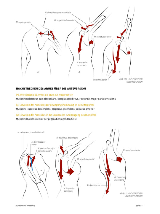 FUNKTIONELLE ANATOMIE